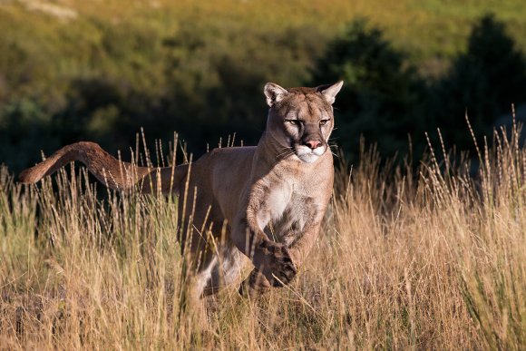 Puma - Mountain lion (Puma concolor)