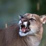 Puma - Mountain lion (Puma concolor)