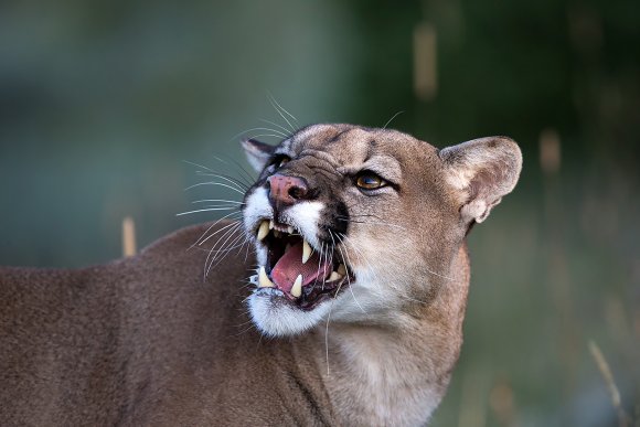 Puma - Mountain lion (Puma concolor)