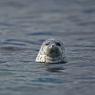 Foca grigia - Grey seal (Halichoerus grypus)