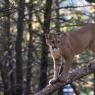 Puma - Mountain lion (Puma concolor)