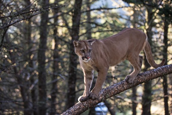 Puma - Mountain lion (Puma concolor)