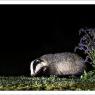 Tasso - European badger (Meles meles)