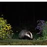 Tasso - European badger (Meles meles)