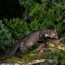 Faina - Stone marten (Martes foina)