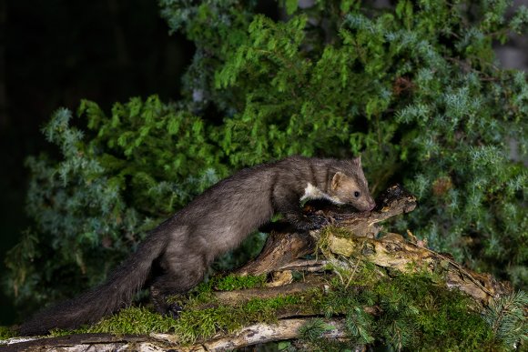 Faina - Stone marten (Martes foina)