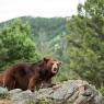 Orso nero - Black bear (Ursus americanus)