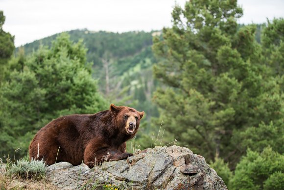 Orso nero - Black bear (Ursus americanus)