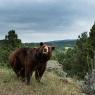 Orso nero - Black bear (Ursus americanus)