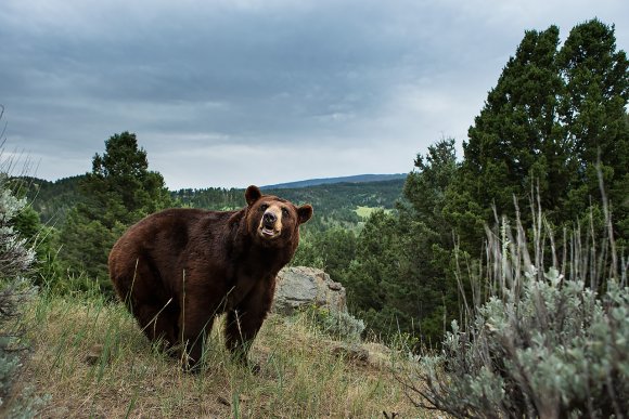 Orso nero - Black bear (Ursus americanus)