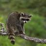 Procione - Racoon  (Procyon lotor)