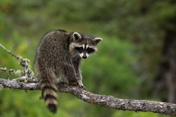 Procione - Racoon  (Procyon lotor)