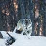 Lupo - Italian wolf (Canis lupus italicus)