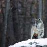 Lupo - Italian wolf (Canis lupus italicus)