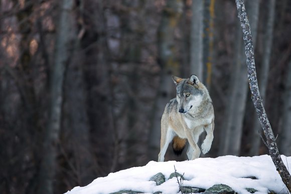 Lupo - Italian wolf (Canis lupus italicus)