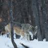 Lupo - Italian wolf (Canis lupus italicus)