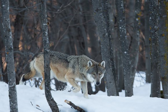 Lupo - Italian wolf (Canis lupus italicus)