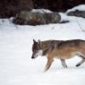 Lupo - Italian wolf (Canis lupus italicus)