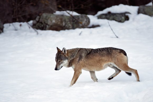 Lupo - Italian wolf (Canis lupus italicus)