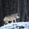 Lupo - Italian wolf (Canis lupus italicus)