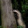 Tasso - European badger (Meles meles)