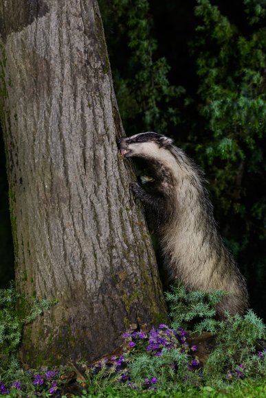 Tasso - European badger (Meles meles)