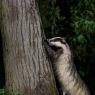 Tasso - European badger (Meles meles)