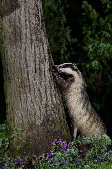 Tasso - European badger (Meles meles)