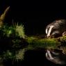 Tasso - European badger (Meles meles)