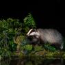 Tasso - European badger (Meles meles)