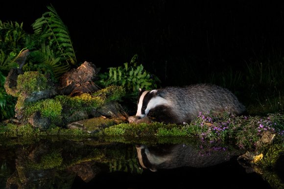 Tasso - European badger (Meles meles)