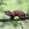 Martora - Pine marten (Martes martes)