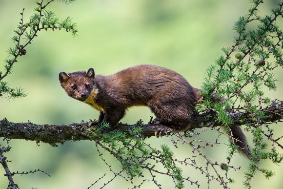 Martora - Pine marten (Martes martes)