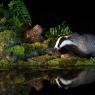 Tasso - European badger (Meles meles)