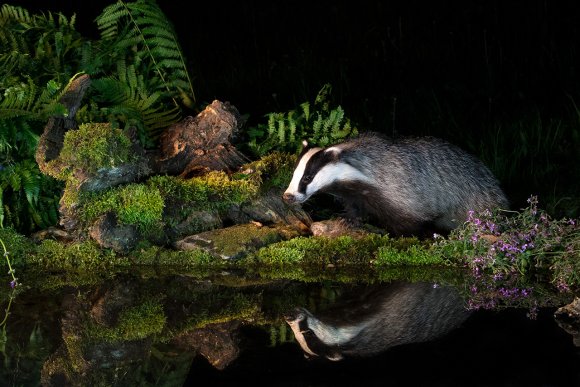 Tasso - European badger (Meles meles)