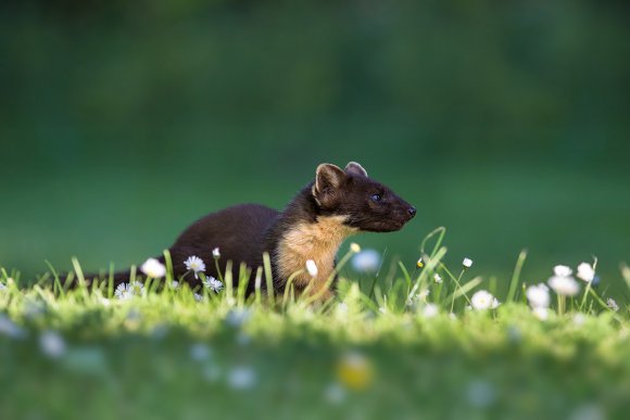 Martora - Pine marten (Martes martes)