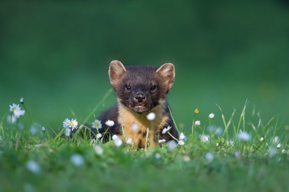 Martora - Pine marten (Martes martes)