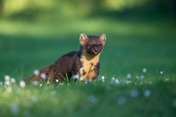 Martora - Pine marten (Martes martes)