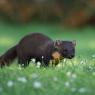 Martora - Pine marten (Martes martes)