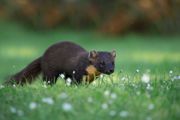 Martora - Pine marten (Martes martes)