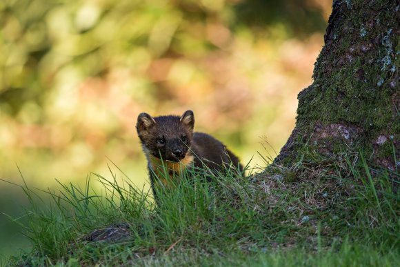 Martora - Pine marten (Martes martes)