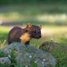 Martora - Pine marten (Martes martes)