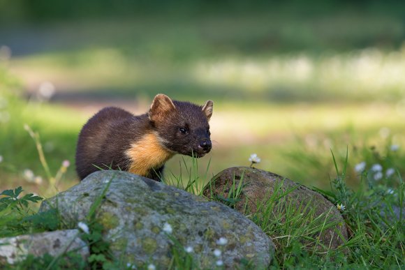 Martora - Pine marten (Martes martes)