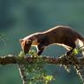 Martora - Pine marten (Martes martes)