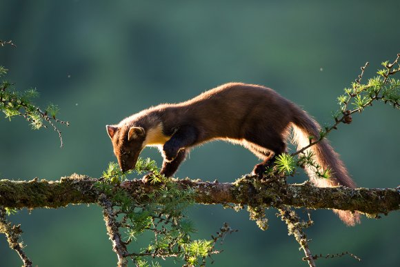 Martora - Pine marten (Martes martes)