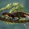 Martora - Pine marten (Martes martes)