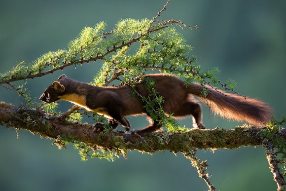 Martora - Pine marten (Martes martes)