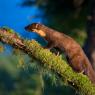 Martora - Pine marten (Martes martes)