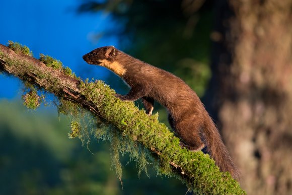 Martora - Pine marten (Martes martes)