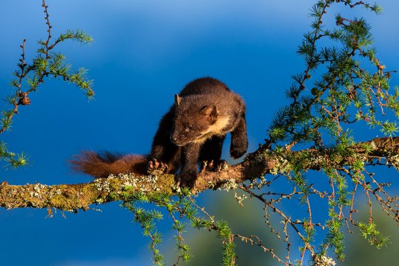 Martora - Pine marten (Martes martes)